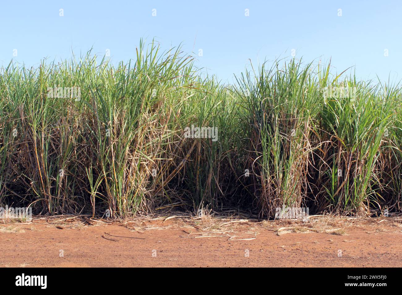 Récolte de canne à sucre dans un champ Banque D'Images
