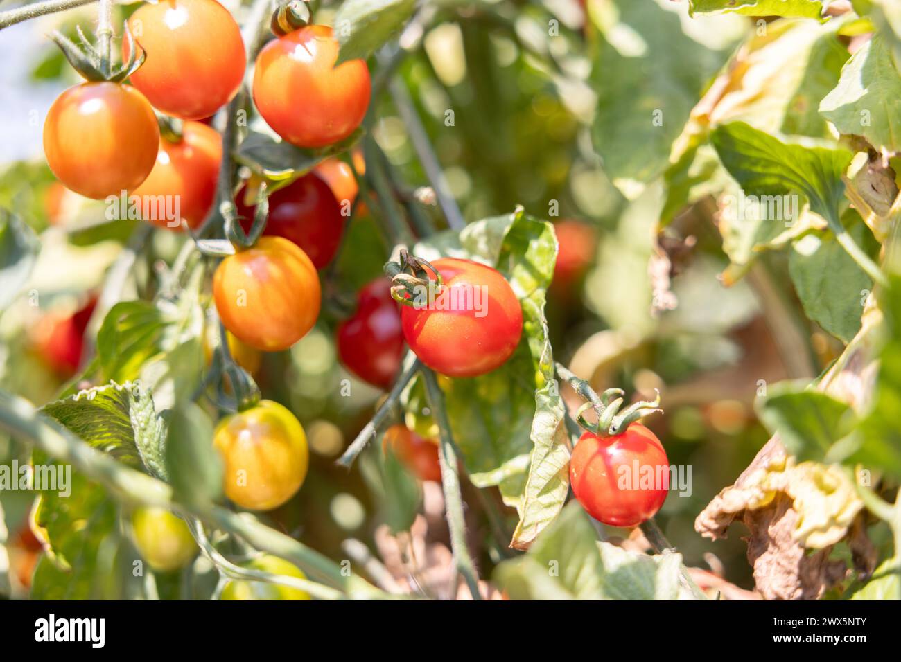 Tomates sur la vigne Banque D'Images