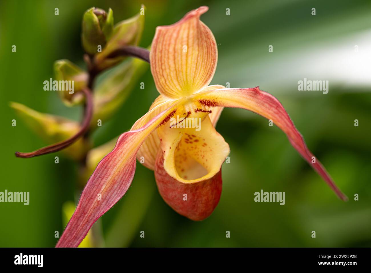 Belle orchidée pantoufle dans la maison d'affichage des orchidées du Fuqua Orchid Center à Atlanta Botanical Garden à Atlanta, Géorgie. (ÉTATS-UNIS) Banque D'Images