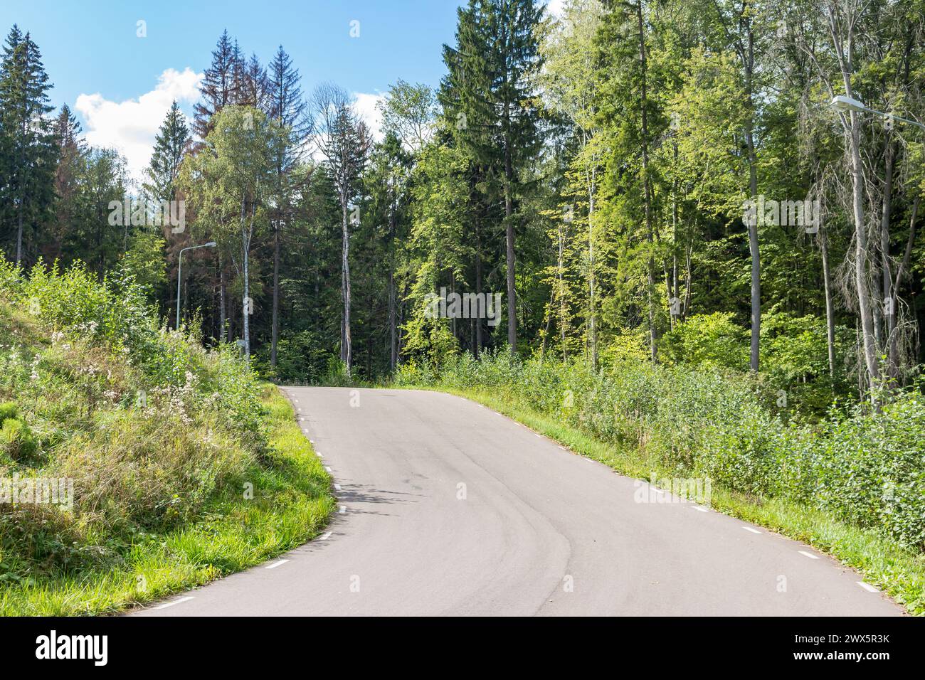 Piste de ski Asphalt Roller au milieu d'une forêt verdoyante Banque D'Images