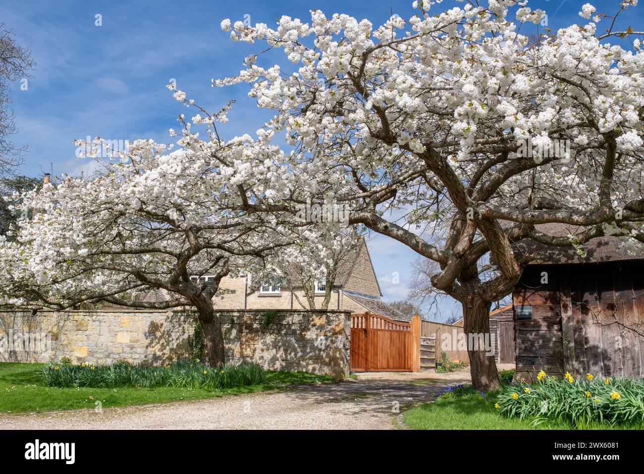 Prunus Shirotae. Cerisiers japonais en fleurs au printemps. Honington, Warwickshire, Angleterre Banque D'Images