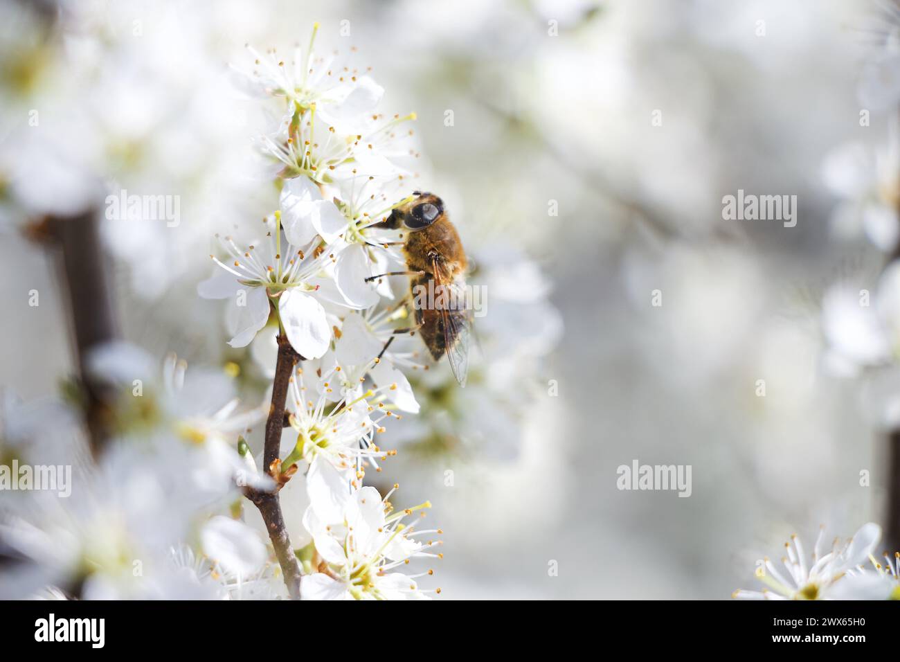 Abeille sur une fleur Banque D'Images