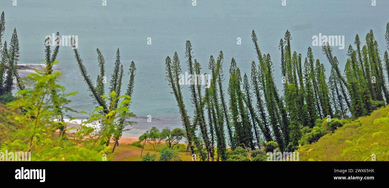 Littoral, Baie des tortues, basse Terre, Nouvelle-Calédonie Banque D'Images