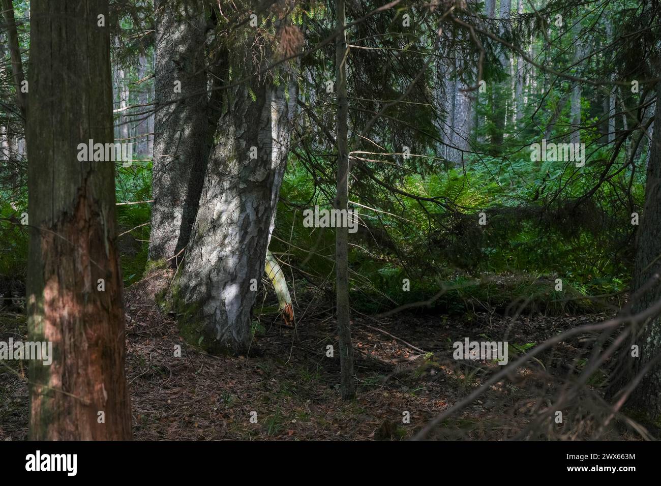 Tronc d'arbre gros plan forêt ancienne. Biodiversité. Forêt ancienne avec abondance de décomposition et de vieux arbres pendant une soirée de fin d'été. Banque D'Images