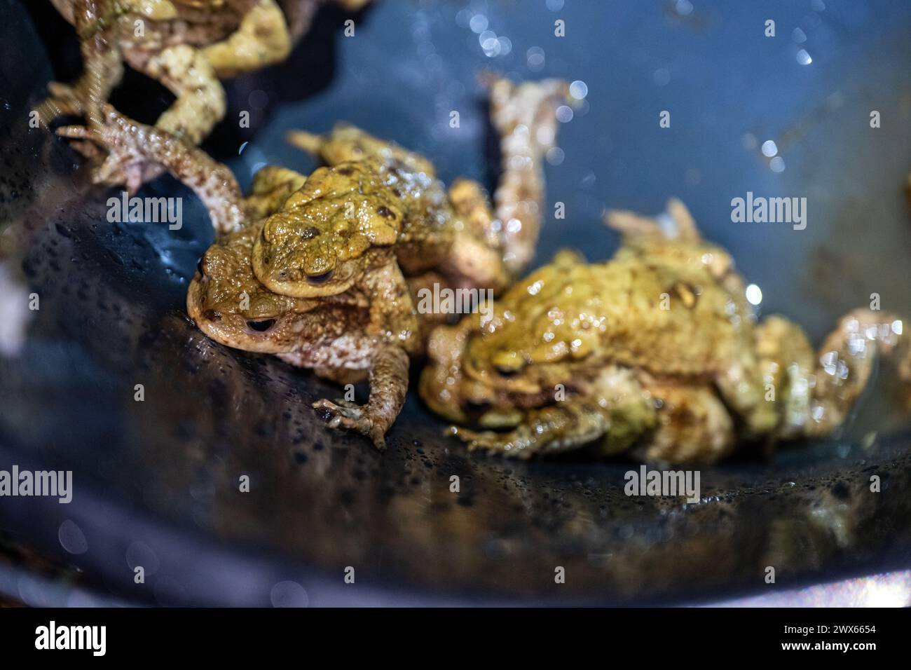 Jesserndorf, Allemagne. 27 mars 2024. Les crapauds communs gambolent dans un seau de collecte. La migration des amphibiens bat son plein et le pic sera bientôt dépassé. Comme les animaux traversent souvent les routes pour se rendre dans les eaux de frai, des volontaires du Bund Naturschutz ont érigé des clôtures pour amphibiens, y ramassent des crapauds, des tritons et des grenouilles tous les soirs et les emmènent dans des seaux de l'autre côté de la route. Crédit : Pia Bayer/dpa/Alamy Live News Banque D'Images