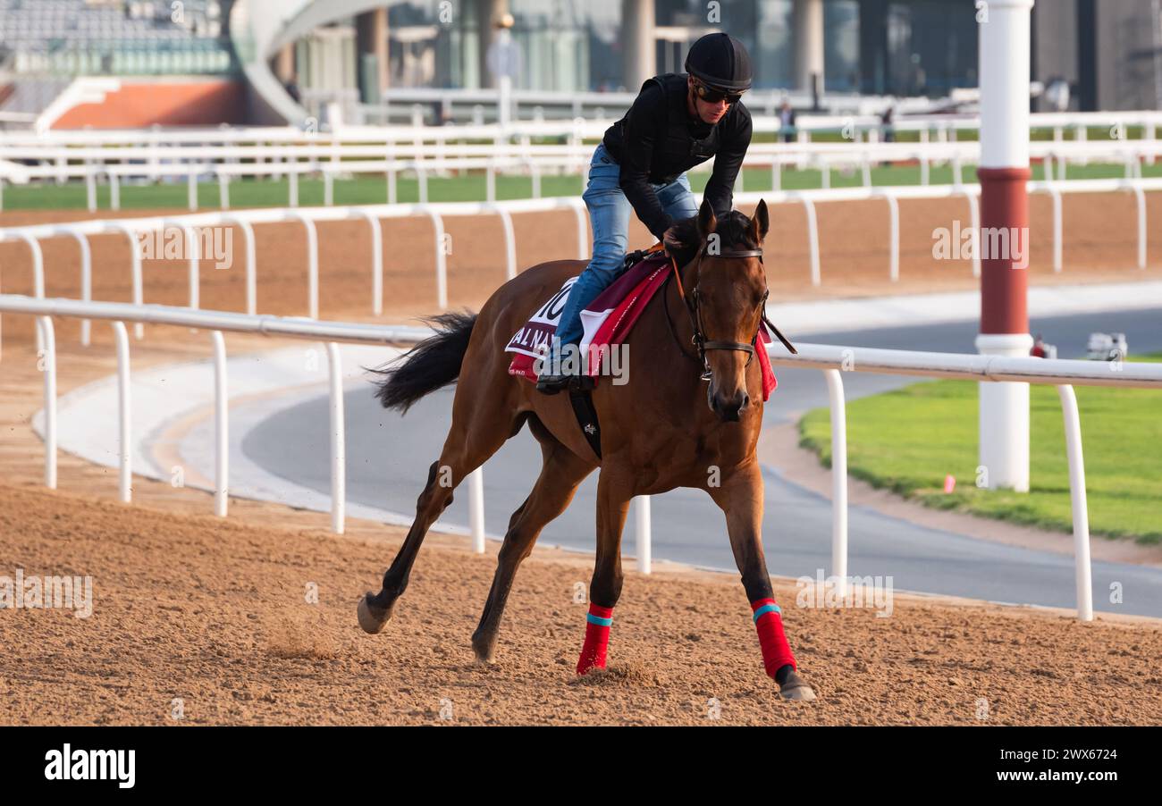 Hippodrome de Meydan, Dubaï, Émirats arabes Unis, jeudi 28 mars 2024 ; Al Nayyir, candidat à la Dubai Gold Cup, et son coureur, participent aux travaux sur piste à l’hippodrome de Meydan, en prévision de la rencontre de la Coupe du monde de Dubaï le samedi 30 mars 2024. Crédit JTW Equine images / Alamy Live News Banque D'Images