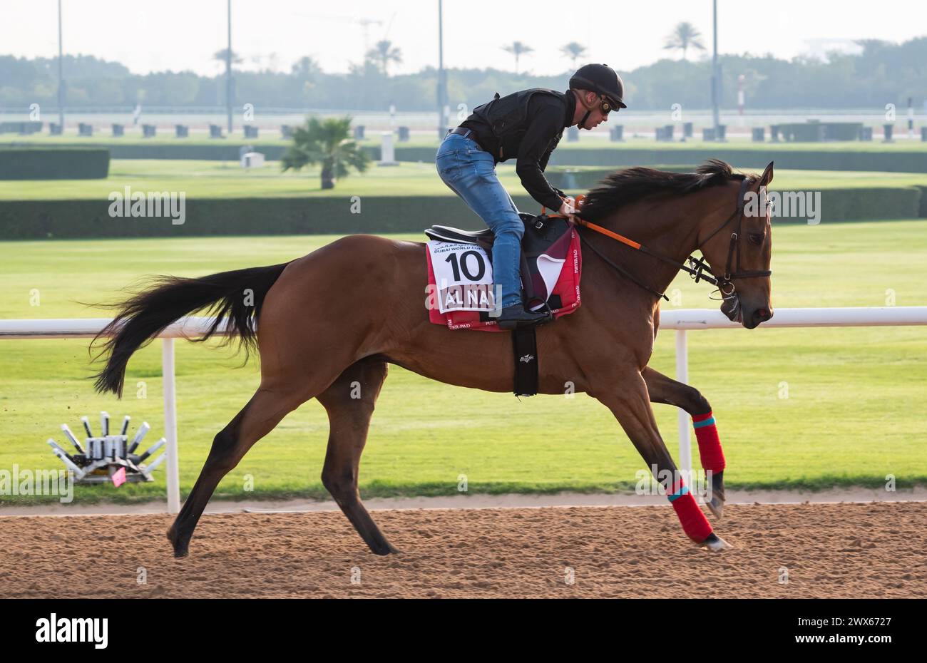 Hippodrome de Meydan, Dubaï, Émirats arabes Unis, jeudi 28 mars 2024 ; Al Nayyir, candidat à la Dubai Gold Cup, et son coureur, participent aux travaux sur piste à l’hippodrome de Meydan, en prévision de la rencontre de la Coupe du monde de Dubaï le samedi 30 mars 2024. Crédit JTW Equine images / Alamy Live News Banque D'Images