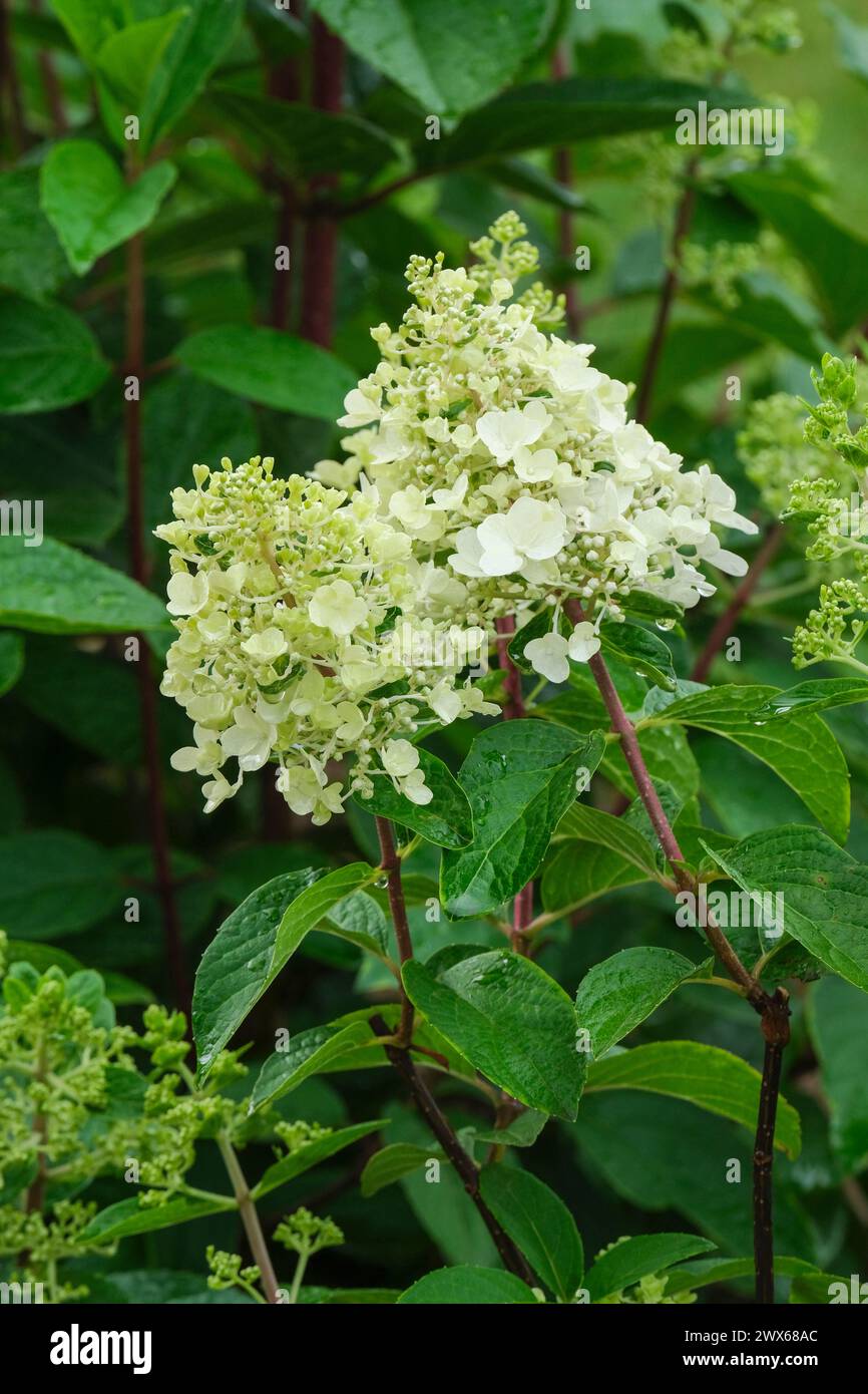 Hydrangea paniculata Pinky-Winky (Dvppinky) fleurs blanches en forme d'étoile s'estompent au rose au fur et à mesure qu'elles vieillissent, Banque D'Images