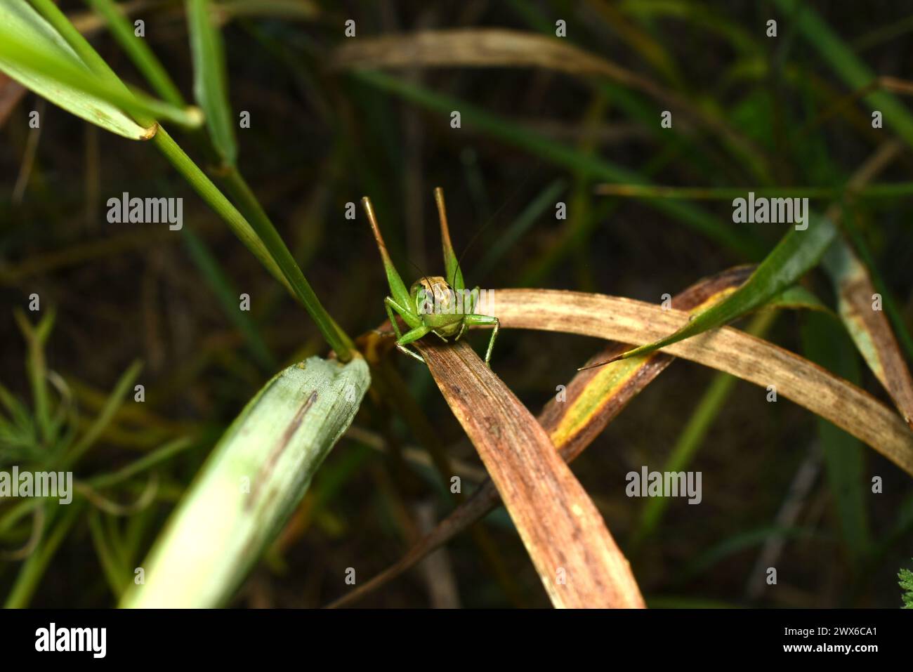 Photographie frontale d'une sauterelle verte assise sur l'herbe. Banque D'Images