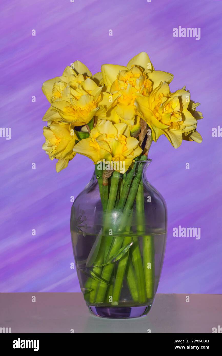 Jonquilles jaunes dans un vase en verre sur un fond de texture pourpre Banque D'Images