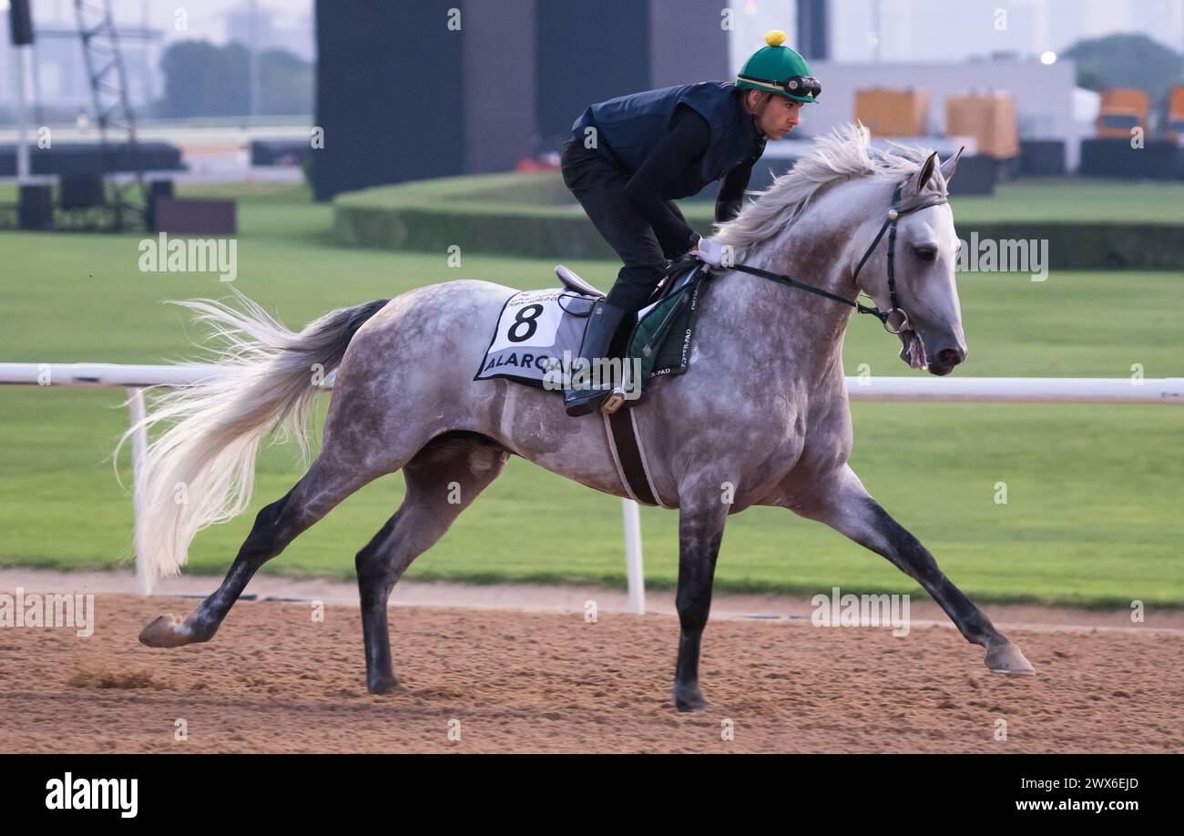 Hippodrome de Meydan, Dubaï, Émirats arabes Unis, jeudi 28 mars 2024 ; Alarqam, le concurrent du Kahayla Classic, et son coureur, participent au travail sur piste à l'hippodrome de Meydan, en prévision de la rencontre de la Coupe du monde de Dubaï le samedi 30 mars 2024. Crédit JTW Equine images / Alamy Live News Banque D'Images