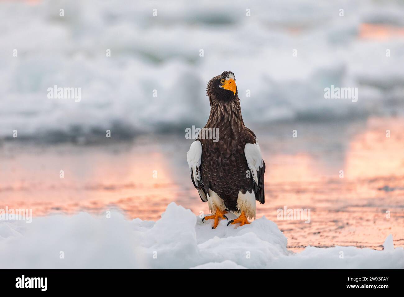 Aigle marin de Steller (Haliaeetus pelagicus), glace de mer, Hokkaido (Japon) Banque D'Images
