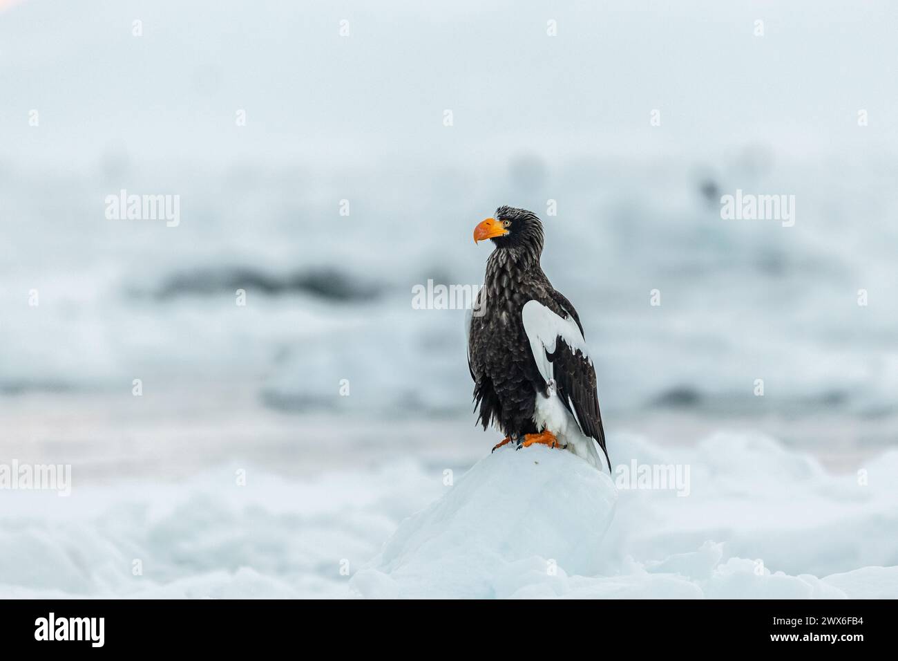 Aigle marin de Steller (Haliaeetus pelagicus), glace de mer, Hokkaido (Japon) Banque D'Images