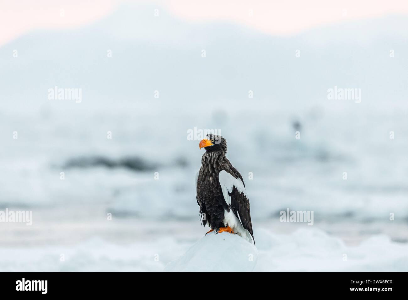 Aigle marin de Steller (Haliaeetus pelagicus), glace de mer, Hokkaido (Japon) Banque D'Images