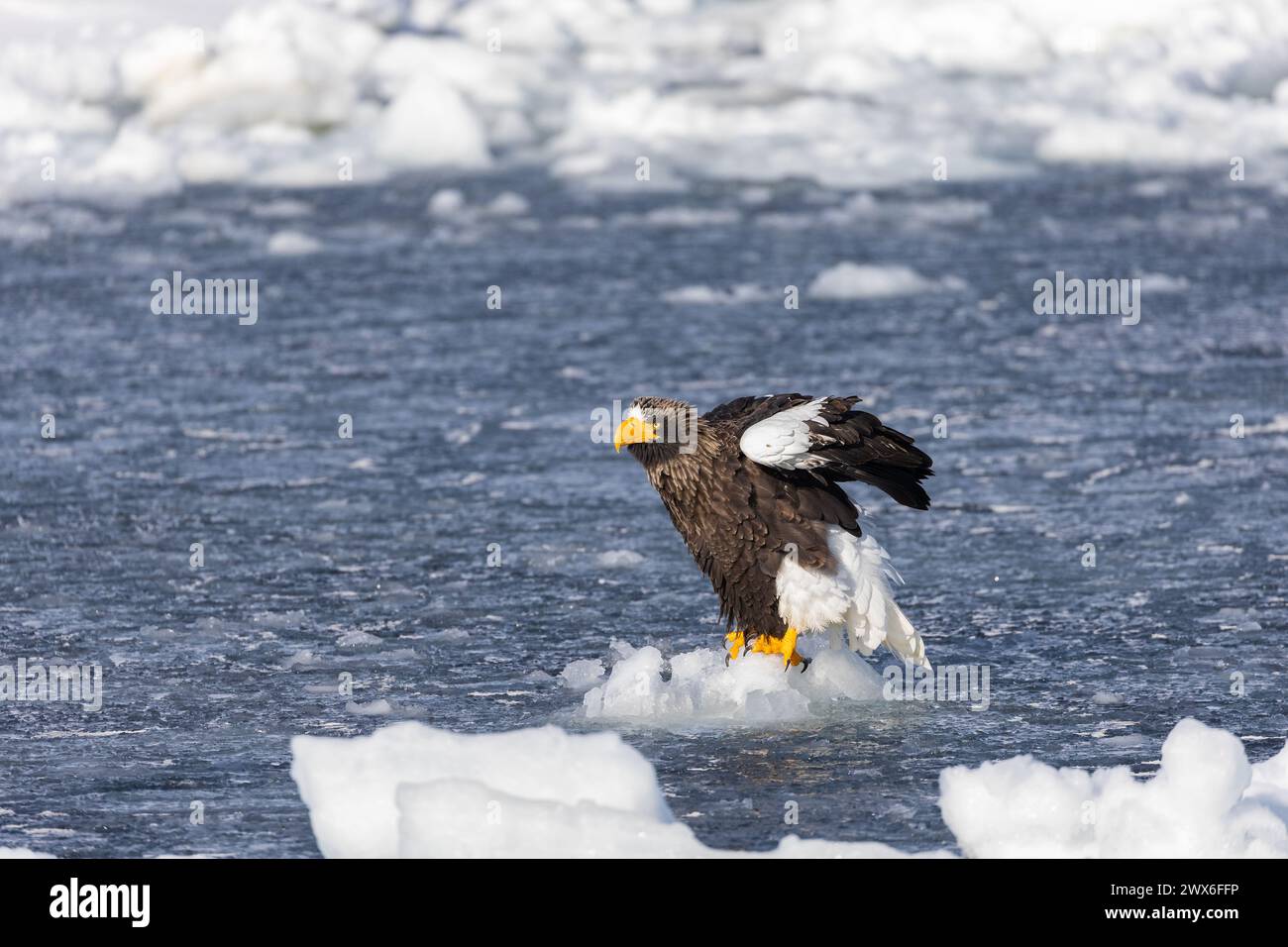 Aigle marin de Steller (Haliaeetus pelagicus), glace de mer, Hokkaido (Japon) Banque D'Images