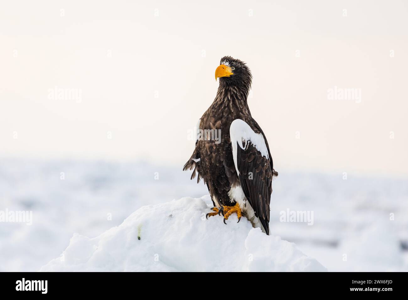 Aigle marin de Steller (Haliaeetus pelagicus), glace de mer, Hokkaido (Japon) Banque D'Images