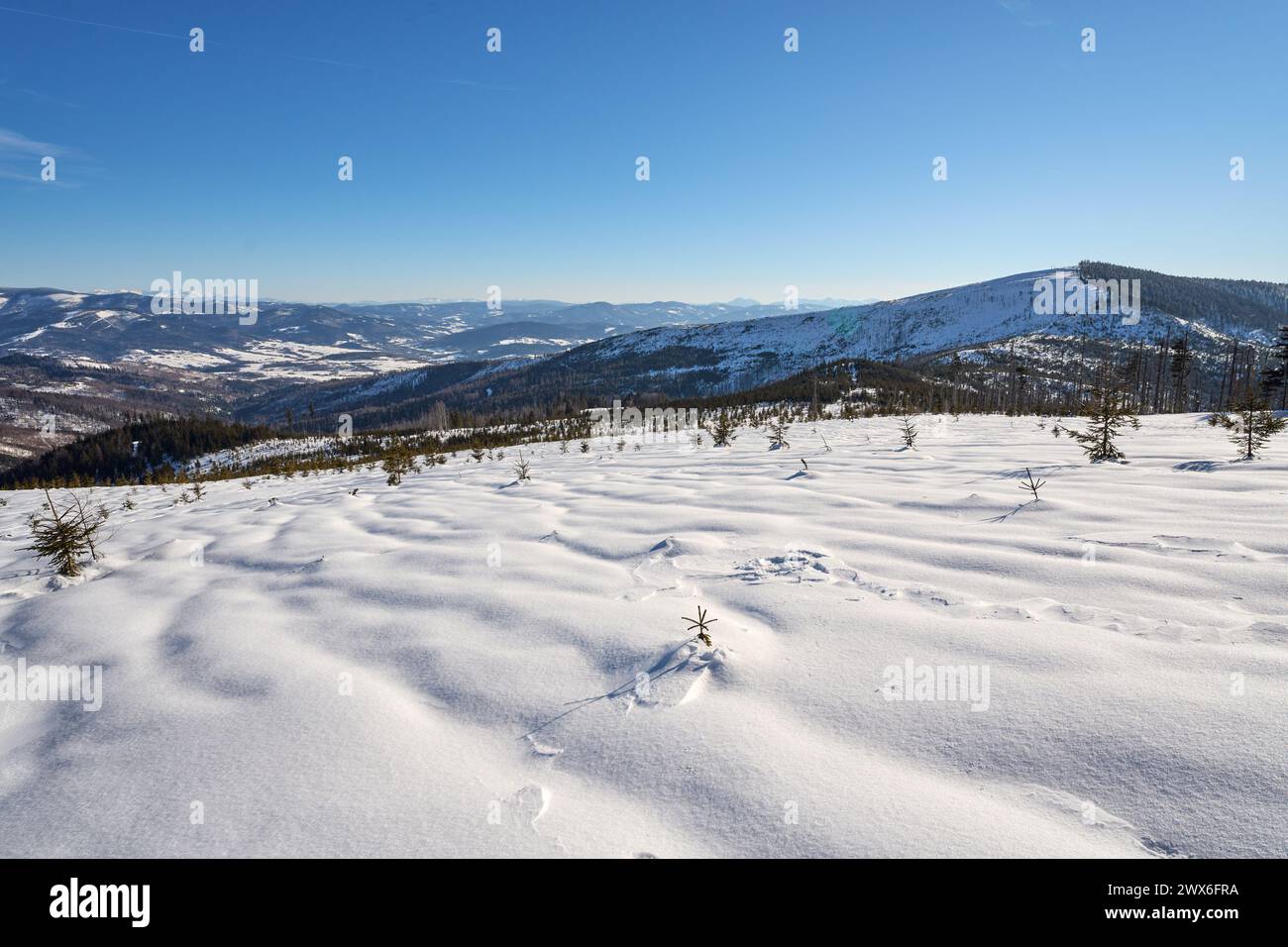 Pic Barania Gora, 1 220 mètres sur la droite dans les montagnes européennes de Beskid silésien en Pologne, ciel bleu clair en 2022 froide journée d'hiver ensoleillée en février Banque D'Images