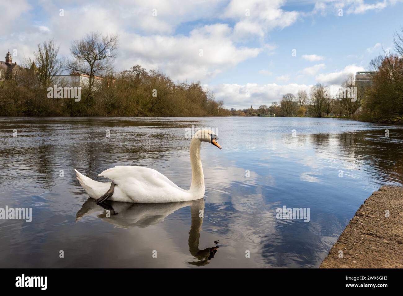 Cork, Irlande. 26 février 2024. Un cygne nage sur la rivière Lee à Cork par un jour de soleil. Photo : Andy Gibson Banque D'Images