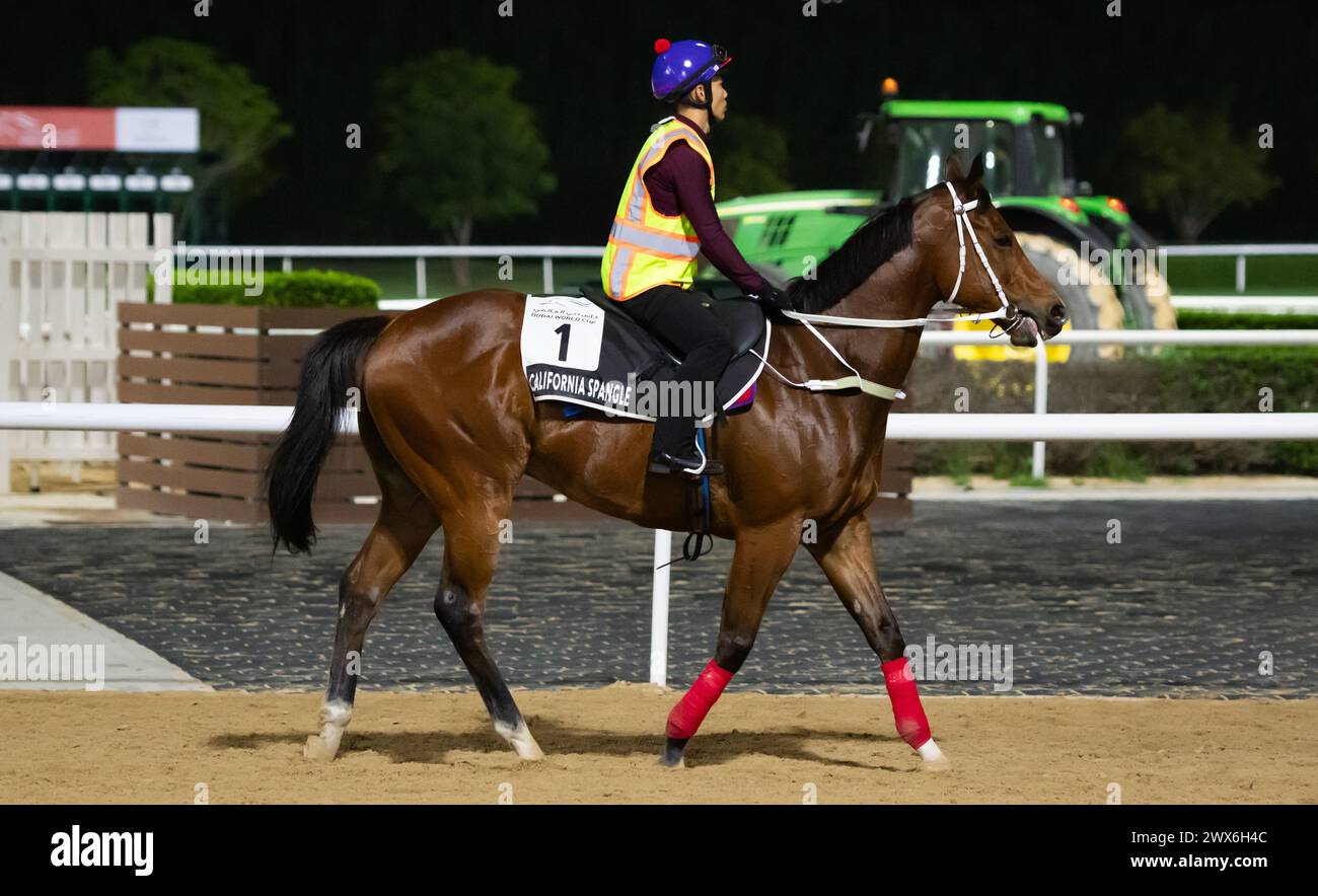 Hippodrome de Meydan, Dubaï, Émirats arabes Unis, jeudi 28 mars 2024 ; Alarqam, le concurrent du Kahayla Classic, et son coureur, participent au travail sur piste à l'hippodrome de Meydan, en prévision de la rencontre de la Coupe du monde de Dubaï le samedi 30 mars 2024. Crédit JTW Equine images / Alamy Live News Banque D'Images