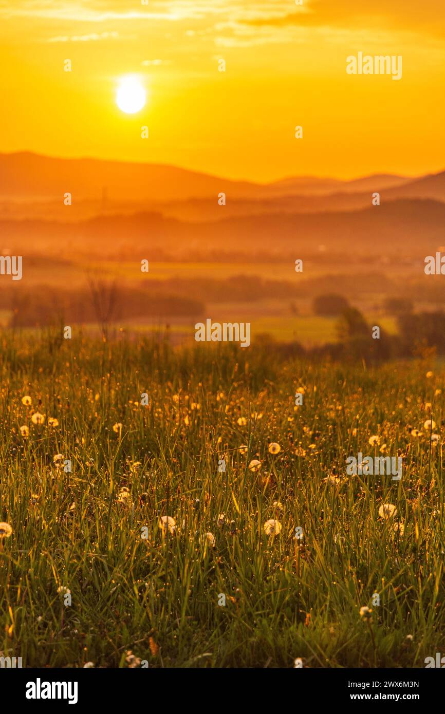 Champ de pissenlit au lever du soleil avec des couleurs chaudes d'heure dorée et des montagnes Beskid floues en arrière-plan Banque D'Images