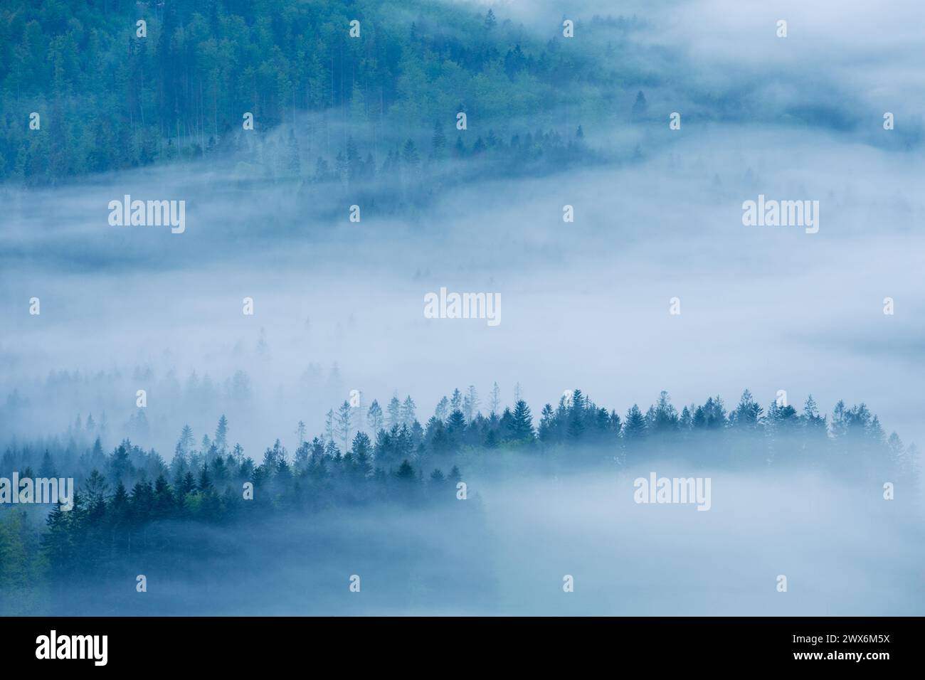 Forêt paysagère Moody couverte de brouillard Banque D'Images