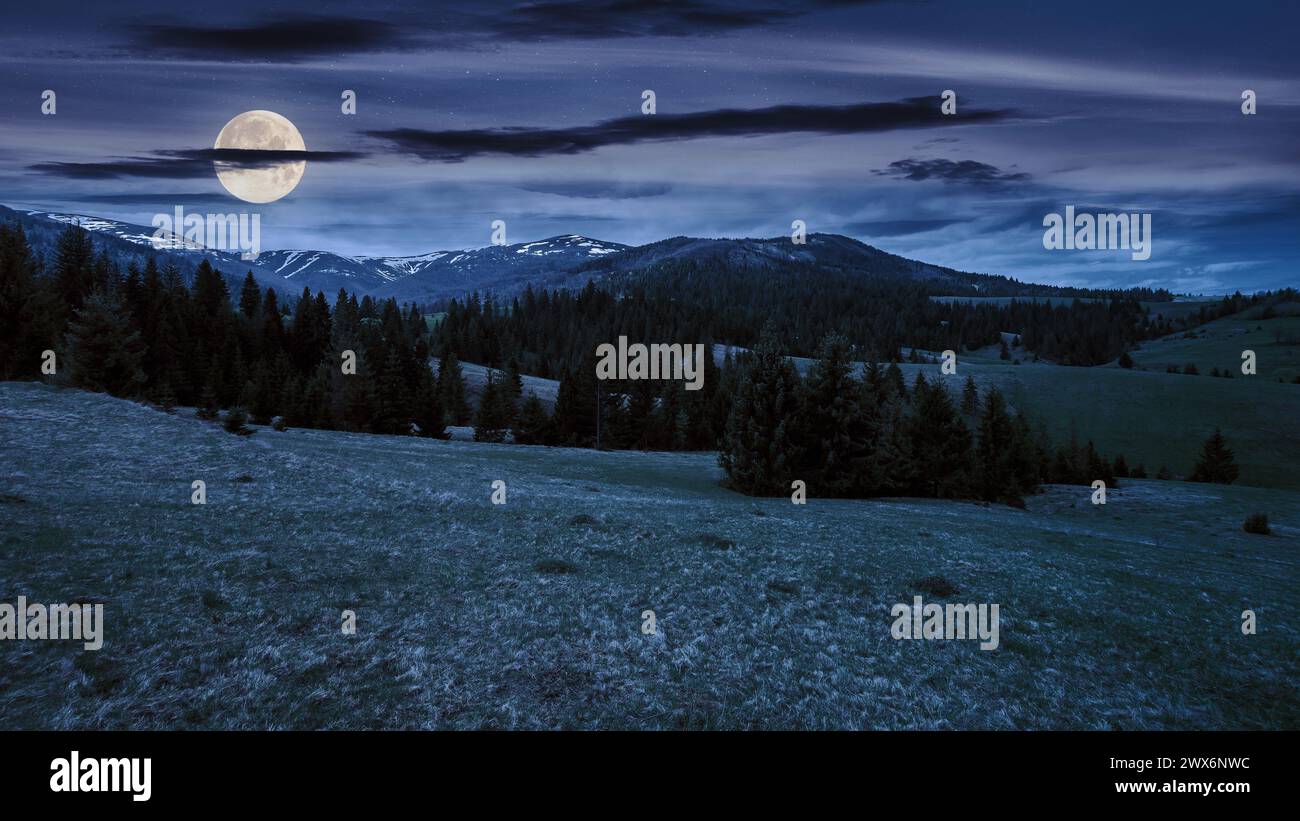 conifères sur une prairie herbeuse la nuit. paysage magique des carpates en pleine lune Banque D'Images conifères sur une prairie herbeuse la nuit. paysage magique des carpates en pleine lune Banque D'Images