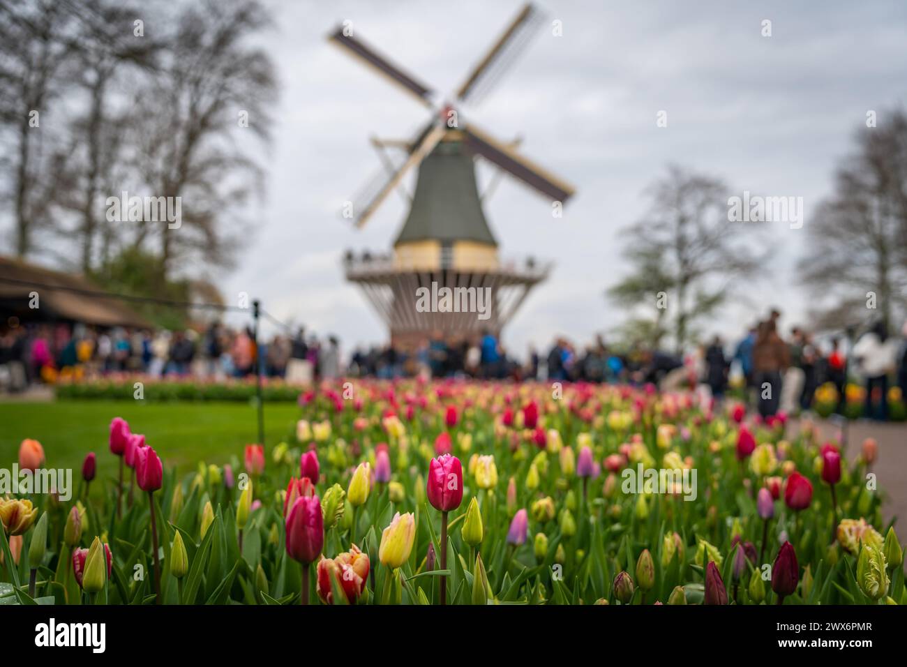 Fleurs de tulipes en fleurs devant le moulin à vent hollandais traditionnel à lisse, Hollande du Sud, pays-Bas. Mise au point sélective Banque D'Images