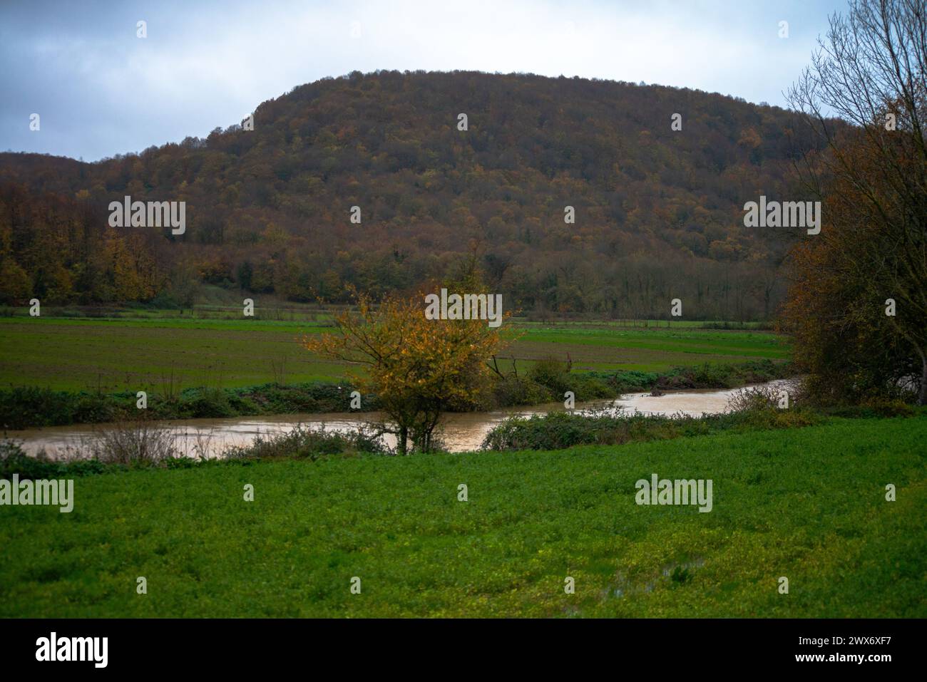 Rainy Serenity : un ruisseau doux coule à travers l'herbe humide, créant une scène apaisante et naturelle au milieu de la pluie. Banque D'Images