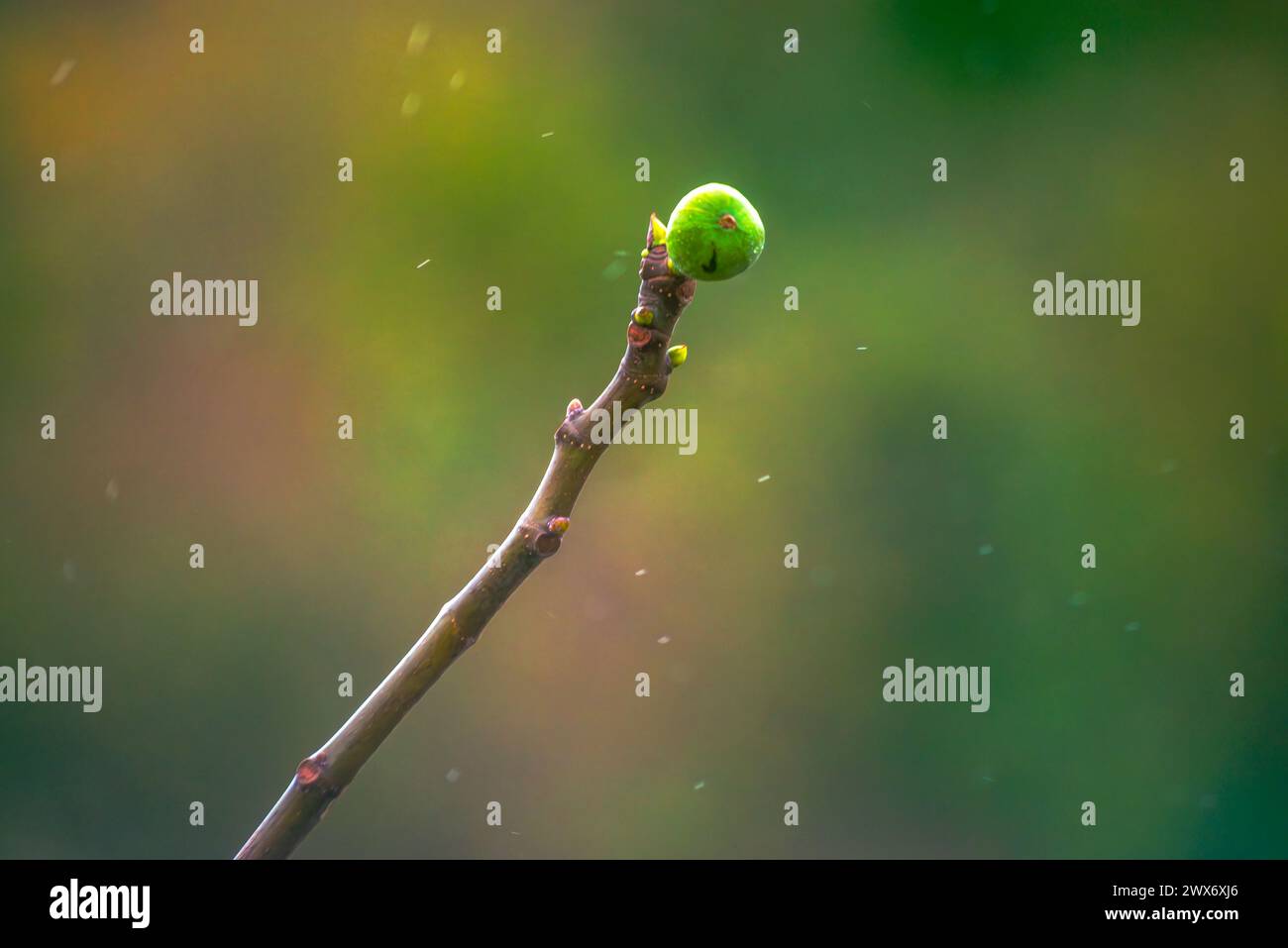 Explorez les détails éclatants d'une figue imbibée de pluie sur une branche, capturée dans un chef-d'œuvre en gros plan. La beauté organique de la nature se déploie dans ce close-ex juteux Banque D'Images