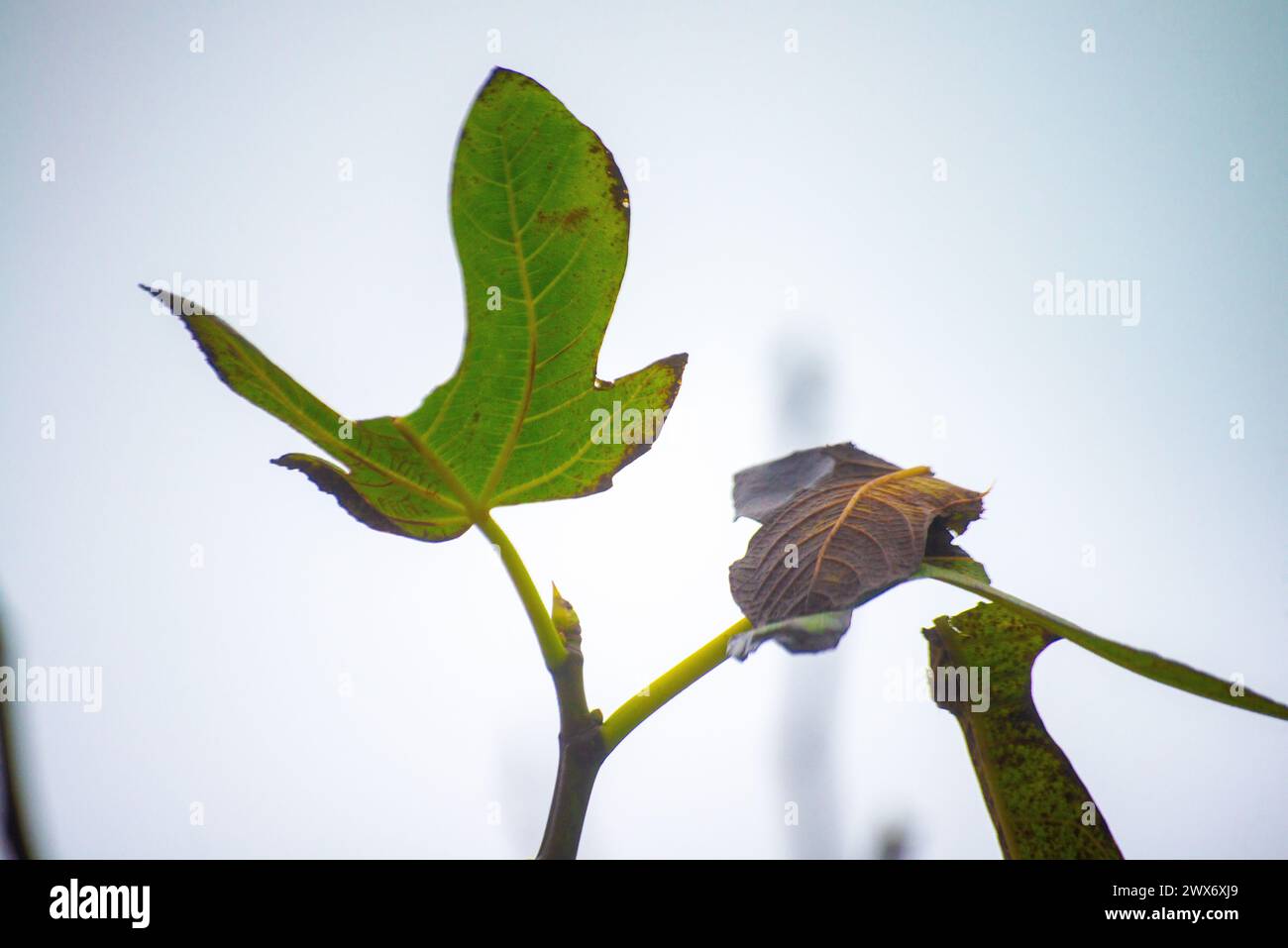Une exploration détaillée d'une feuille de vigne sur sa branche révèle la beauté complexe de la nature, mettant en valeur les teintes vertes vibrantes et les motifs complexes dans ce cadre Banque D'Images