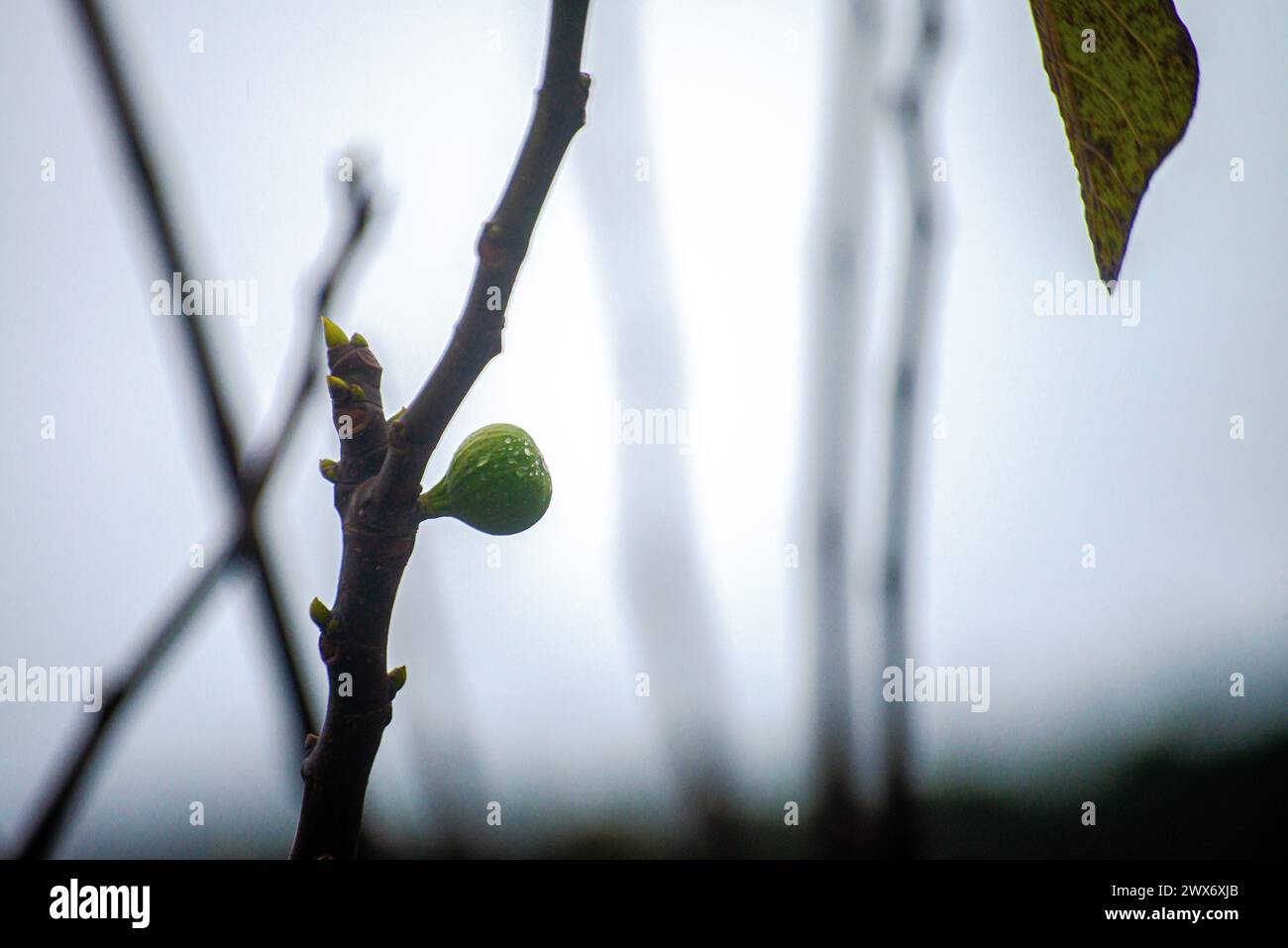 Régalez-vous de la succulence d'un gros plan de figue sur sa branche, capturant l'essence saine de la récolte abondante de la nature dans un cadre vibrant et juteux Banque D'Images
