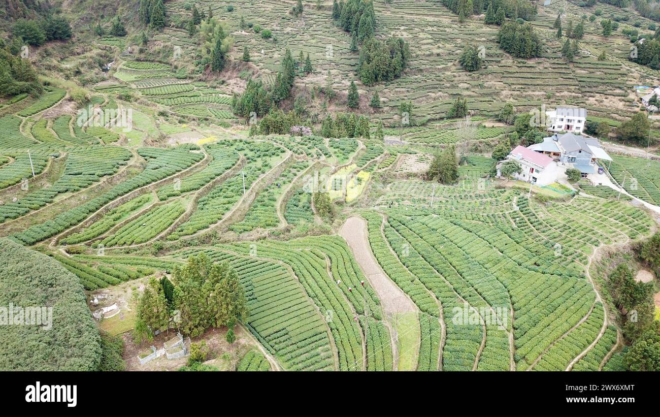 (240328) -- Anhua, 28 mars 2024 (Xinhua) -- une photo de drone aérien montre des jardins de thé dans le canton de Malu dans le comté d'Anhua, dans la province du Hunan en Chine centrale, le 26 mars 2024. Récemment, les agriculteurs sont occupés à récolter des feuilles de thé dans le comté d'Anhua, une principale zone de production de thé noir en Chine. Le comté compte 360 000 mu (24 000 hectares) de jardins de thé avec près de 400 000 habitants locaux engagés dans les industries liées au thé. En 2023, il y a plus de 200 entreprises de transformation du thé à ANHUA et la valeur globale de la production de l'industrie a atteint 25,2 milliards de yuans (environ 3,49 milliards de dollars américains) l'année dernière. (Xin Banque D'Images