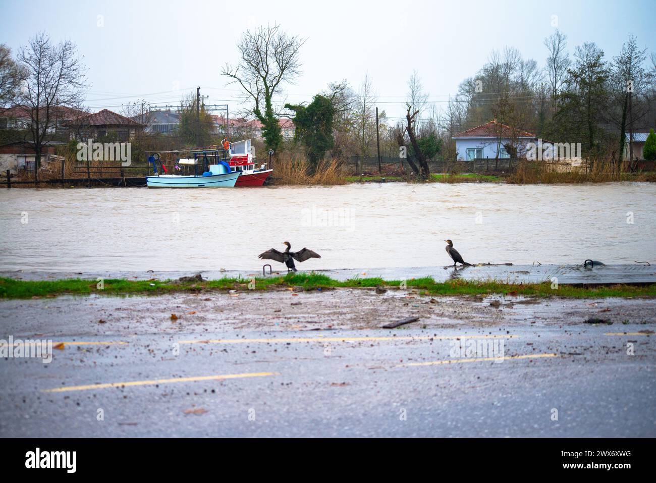 Sous la pluie rythmée, une espèce de Phalacrocorax se dresse gracieusement près de la rive, ornée de gouttes de pluie, capturant l’essence poétique d’une avia humide Banque D'Images