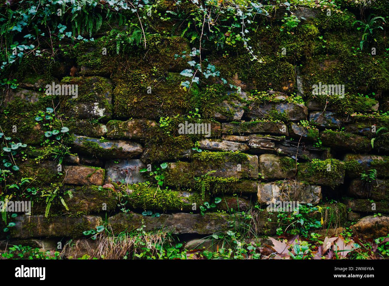 Un mur vert orné de feuilles borde la route pluvieuse, créant une scène rafraîchissante et sereine de l'étreinte de la nature le long du sentier humide. Banque D'Images