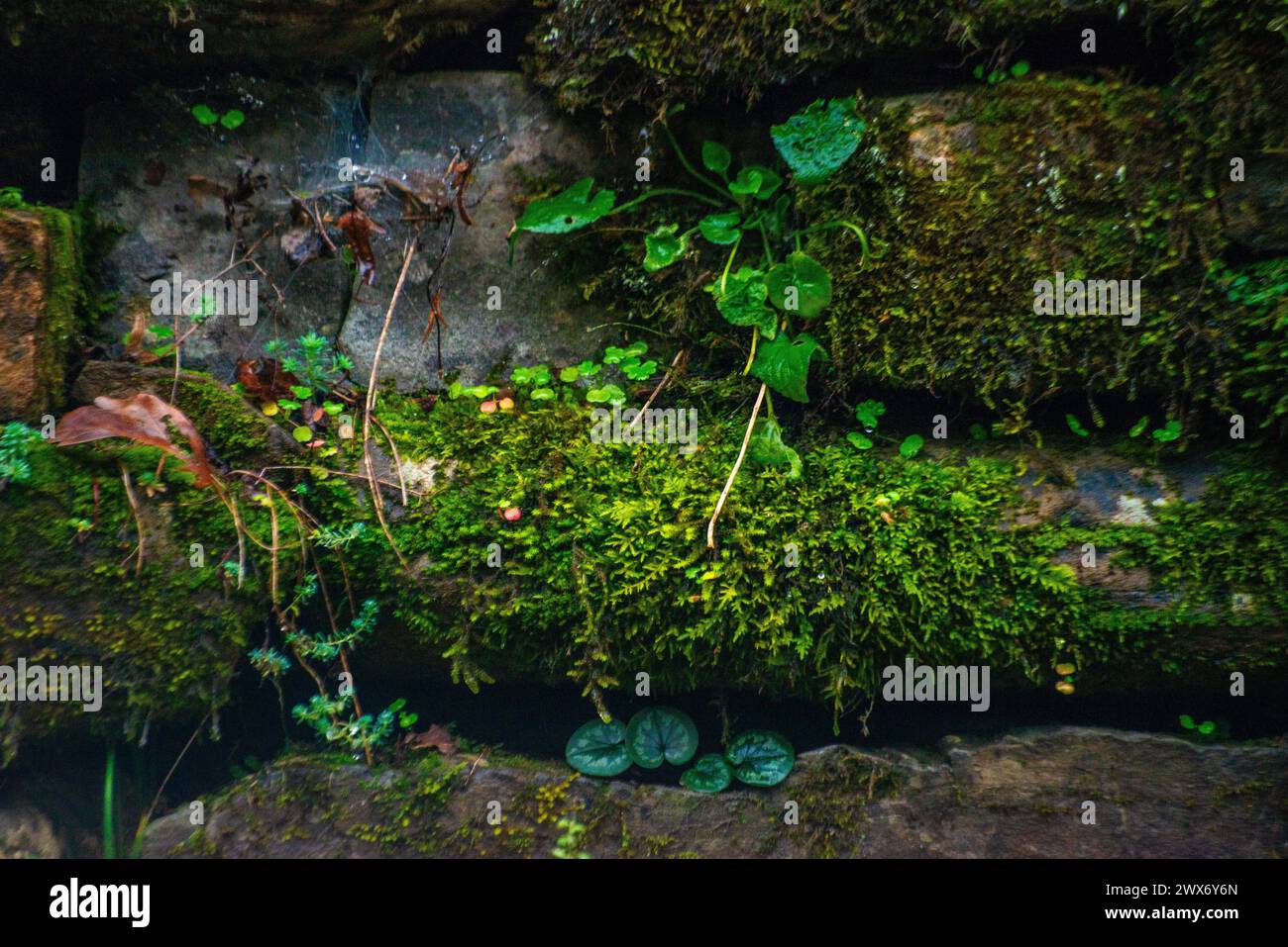 Un mur vert orné de feuilles borde la route pluvieuse, créant une scène rafraîchissante et sereine de l'étreinte de la nature le long du sentier humide. Banque D'Images