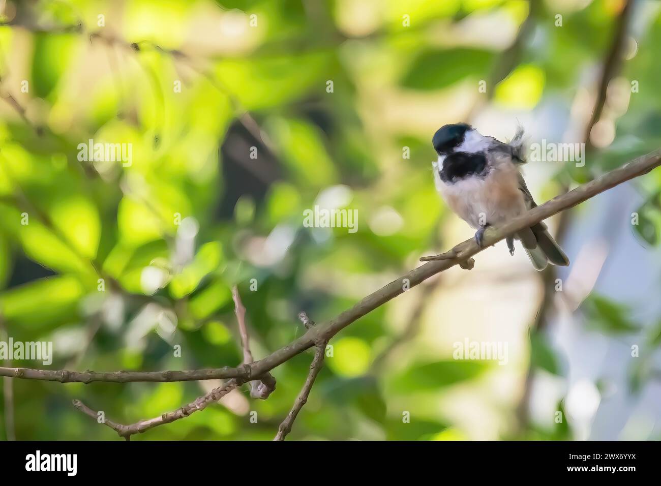 Mignon petit chickadee à coiffe noire perché sur une branche d'un arbre dans une arrière-cour un matin d'été à Taylors Falls, Minnesota États-Unis. Banque D'Images