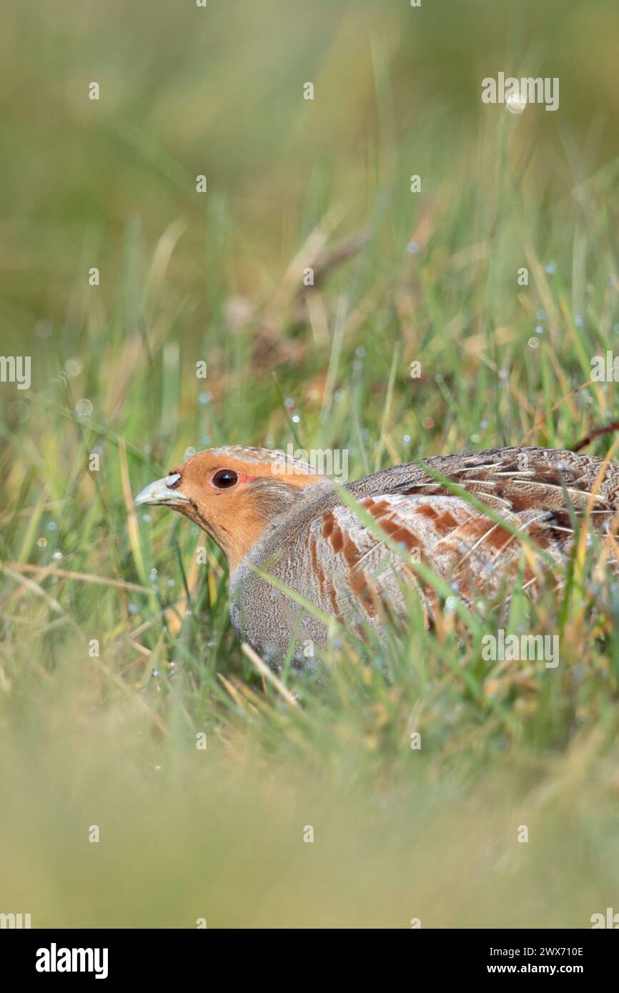 Perdrix grise ( Perdix perdix ), assis, caché dans un pré, oiseau rare de champs ouverts et de terres agricoles, menacent par l'agriculture intensive, faune Europe. Banque D'Images
