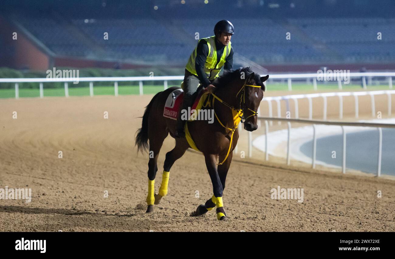 Hippodrome de Meydan, Dubaï, Émirats arabes Unis, jeudi 28 mars 2024 ; un représentant du vainqueur de l'année dernière, Ushba Tesoro, est photographié avant la rencontre de la Coupe du monde de Dubaï le samedi 30 mars 2024. Crédit JTW Equine images / Alamy Live News Banque D'Images