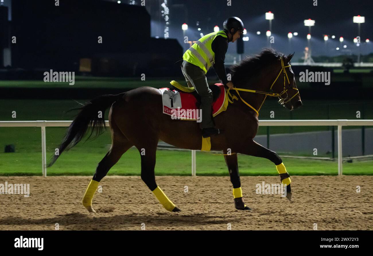 Hippodrome de Meydan, Dubaï, Émirats arabes Unis, jeudi 28 mars 2024 ; un représentant du vainqueur de l'année dernière, Ushba Tesoro, est photographié avant la rencontre de la Coupe du monde de Dubaï le samedi 30 mars 2024. Crédit JTW Equine images / Alamy Live News Banque D'Images