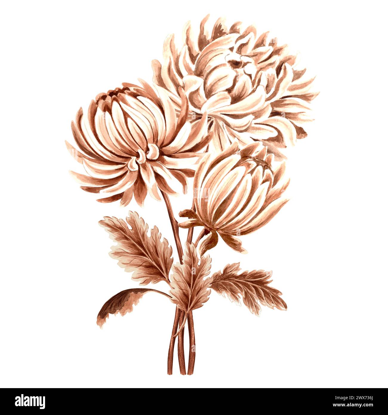 Bouquet de fleurs de chrysanthème aquarelle, monochrome, isolé sur fond blanc. Illustration botanique dessinée à la main couleur brune. Drawi floral vintage Banque D'Images