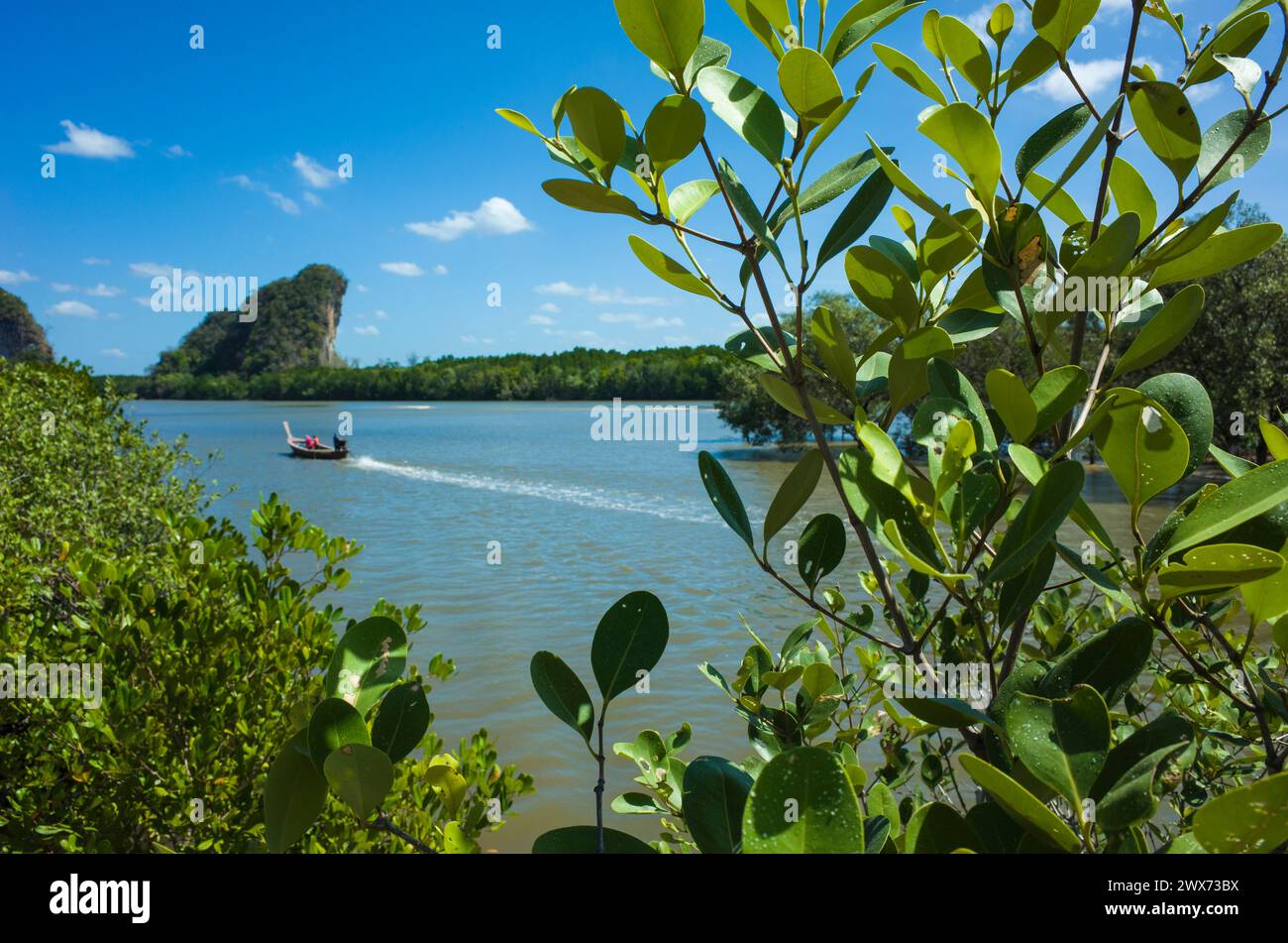 Gros plan des feuilles de mangrove dans la forêt de mangrove sur la rivière Pak Nam et la montagne Khao Khanab Nam à Krabi dans le sud de la Thaïlande Banque D'Images