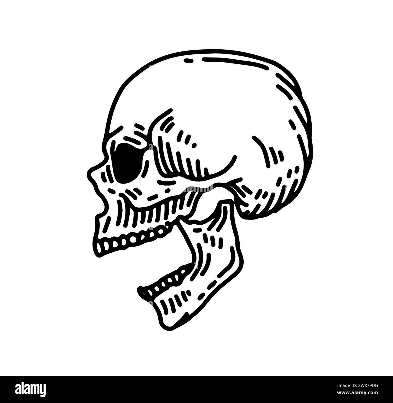 Crâne humain vecteur avec une mâchoire inférieure dans le style de gravure vintage. Illustrations de style rétro dessinées à la main isolation sur fond blanc. Illustration de Vecteur