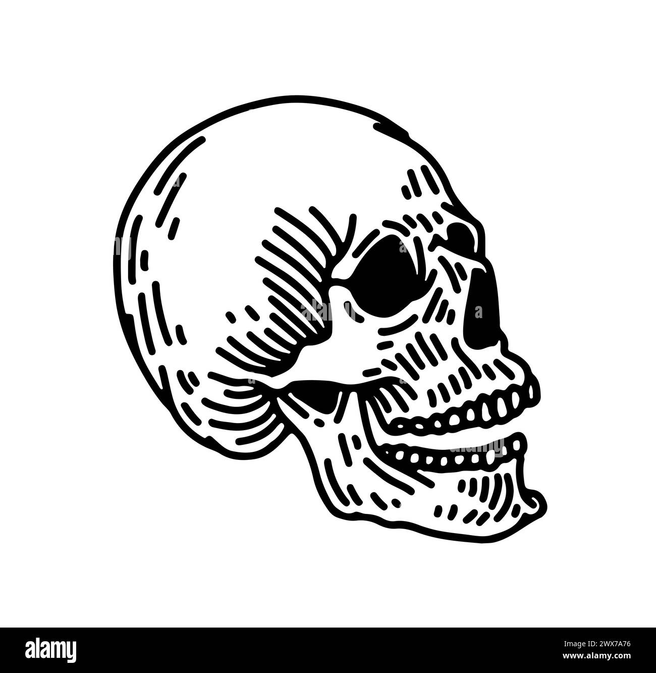 Crâne humain vecteur avec une mâchoire inférieure dans le style de gravure vintage. Illustrations de style rétro dessinées à la main isolation sur fond blanc. Illustration de Vecteur