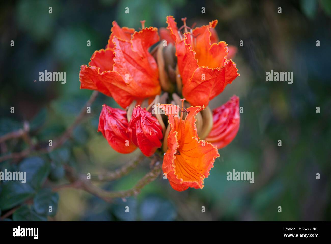 Spathodea campanulata est une plante à fleurs communément connue sous le nom de Fontaine, Tulipe africaine, Pichkari ou Nandi Flame. Banque D'Images