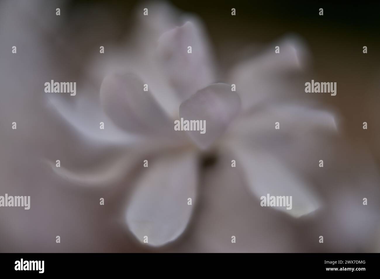 Fleur de magnolia blanc close up Magnolia kobus Banque D'Images