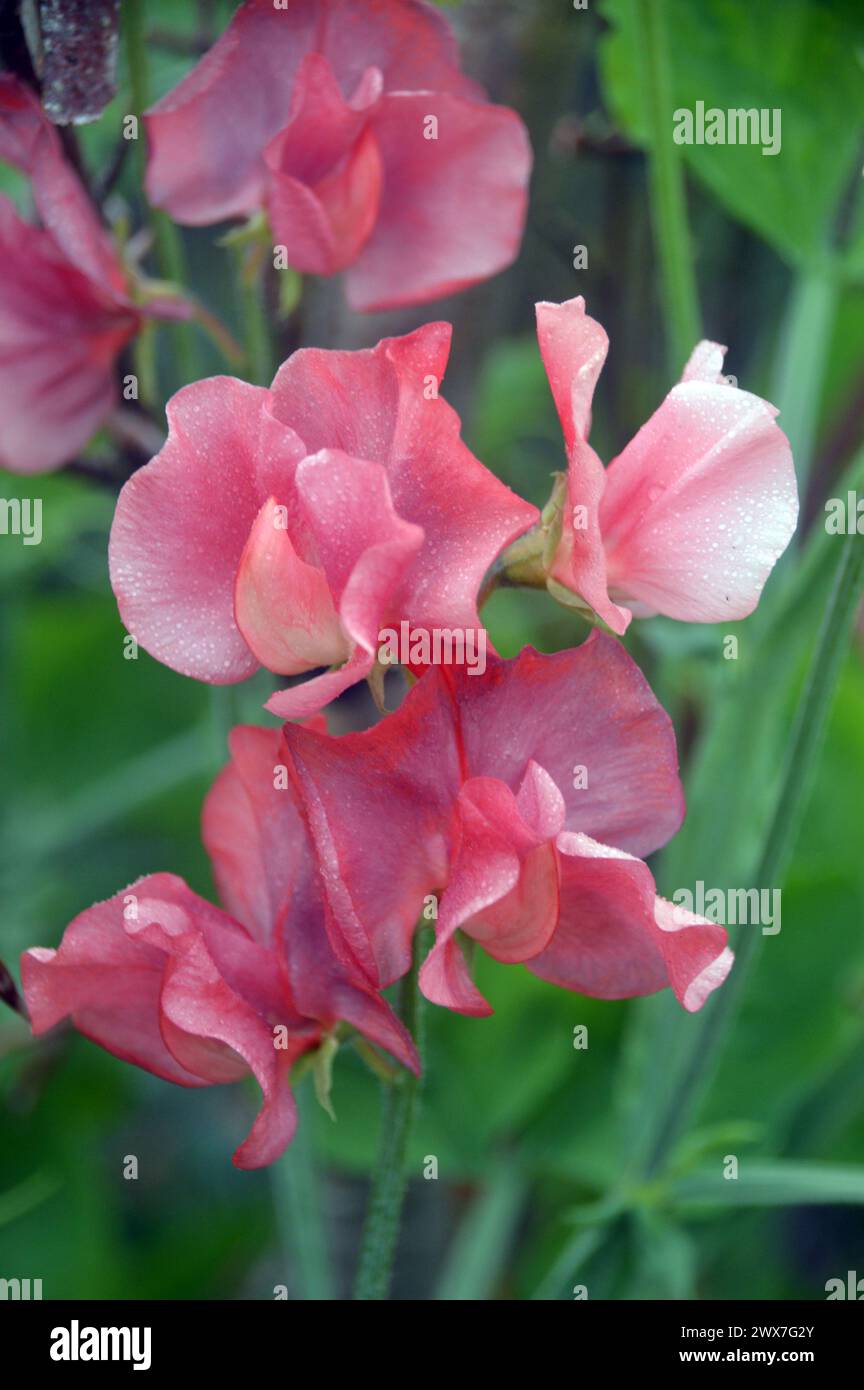 Rose/saumon pois doux (Lathyrus odoratus) 'Kings Ransom' fleurs cultivées dans les frontières au RHS Garden Harlow Carr, Harrogate, Yorkshire, Angleterre, Royaume-Uni. Banque D'Images