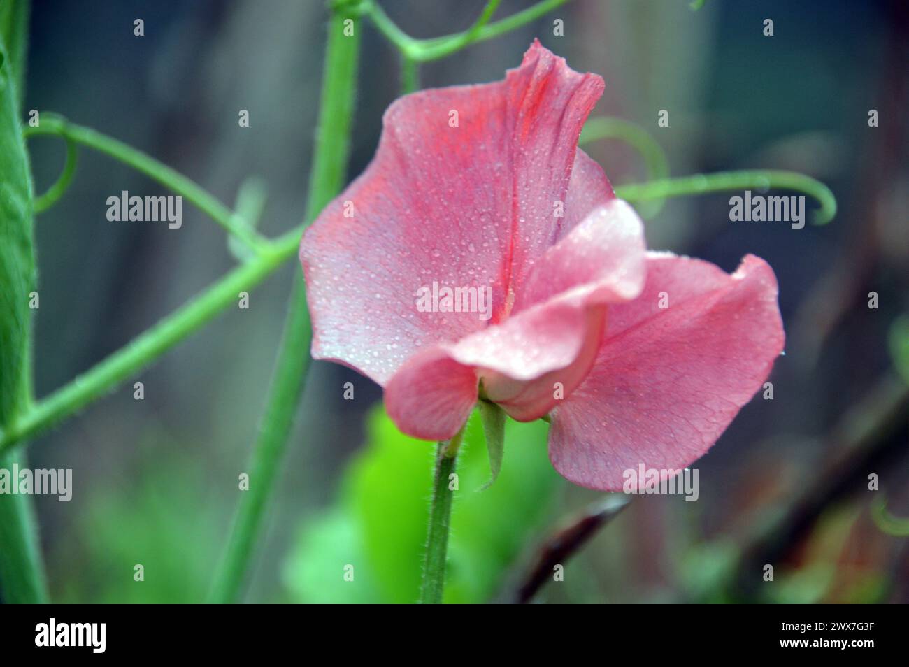 Rose/saumon pois doux (Lathyrus odoratus) 'Kings Ransom' fleurs cultivées dans les frontières au RHS Garden Harlow Carr, Harrogate, Yorkshire, Angleterre, Royaume-Uni. Banque D'Images