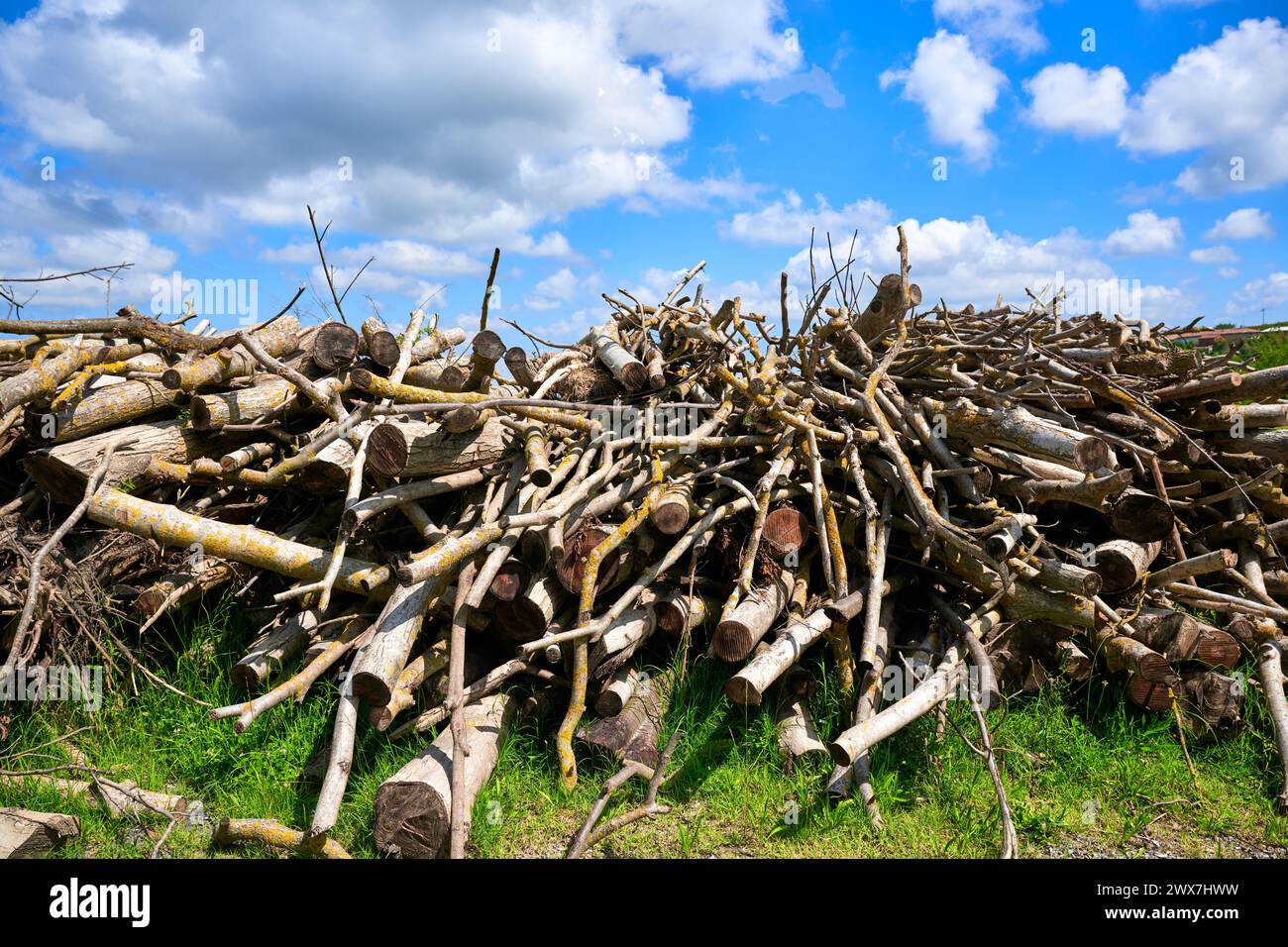 Tas de bois coupé à la lisière d'une forêt. Branches empilées sur le sol au premier plan, prêtes à être brûlées dans la cheminée en hiver. Banque D'Images Tas de bois coupé à la lisière d'une forêt. Branches empilées sur le sol au premier plan, prêtes à être brûlées dans la cheminée en hiver. Banque D'Images