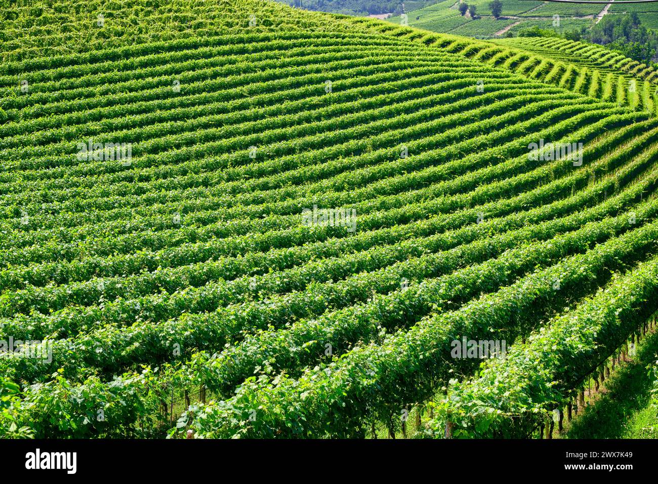 Vignobles de raisins frais sur les collines des Langhe, dans le pays de Barolo, Piémont, Italie par une claire journée de juillet. Rangées vertes de vignes avec grappes Banque D'Images