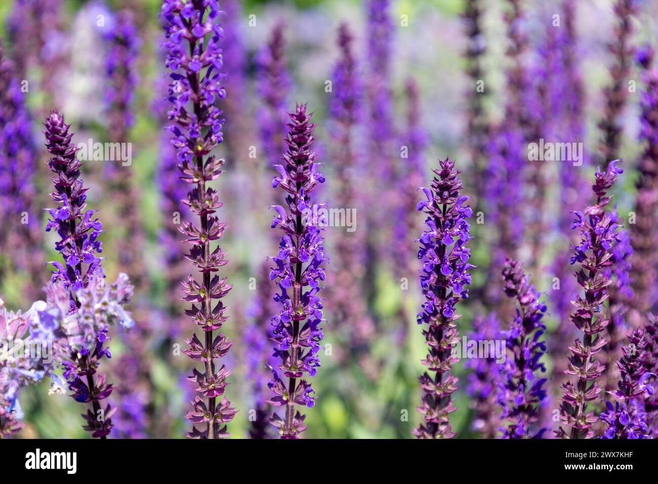 Fleurs violettes de salvia fleurissant dans le jardin en été. Banque D'Images